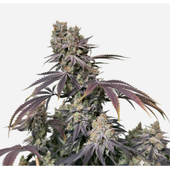 Grandpa Zombie genetics, Фасовка: 5+2